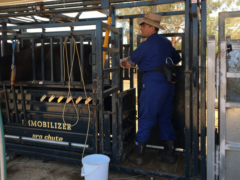 MJA Cattle Crush
