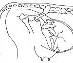 Pregnant 8 months