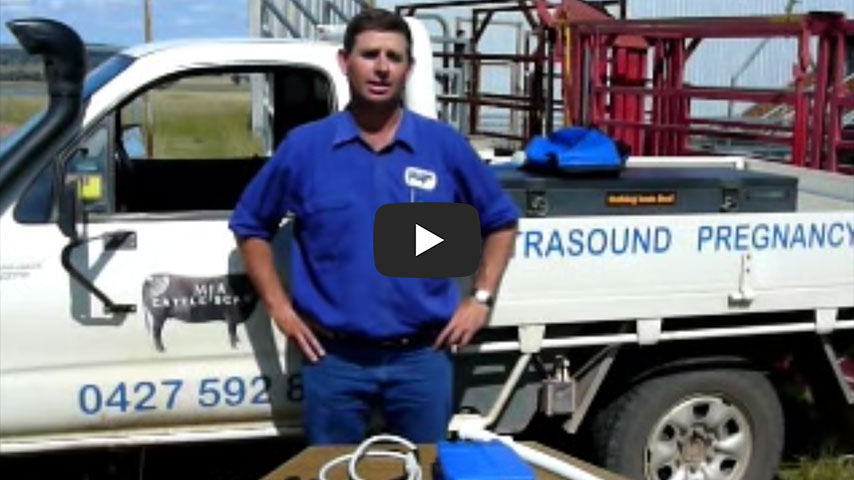 Cattle scanning video