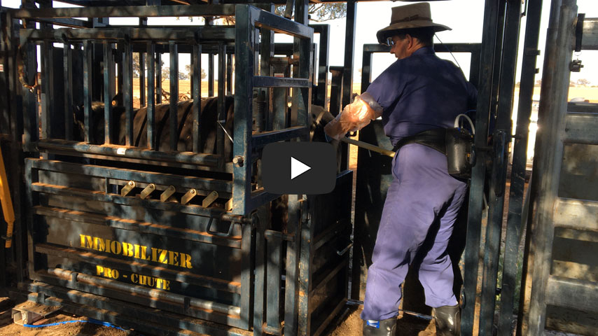 Click here to view video of scanning in a Leicht’s CIA cattle crush